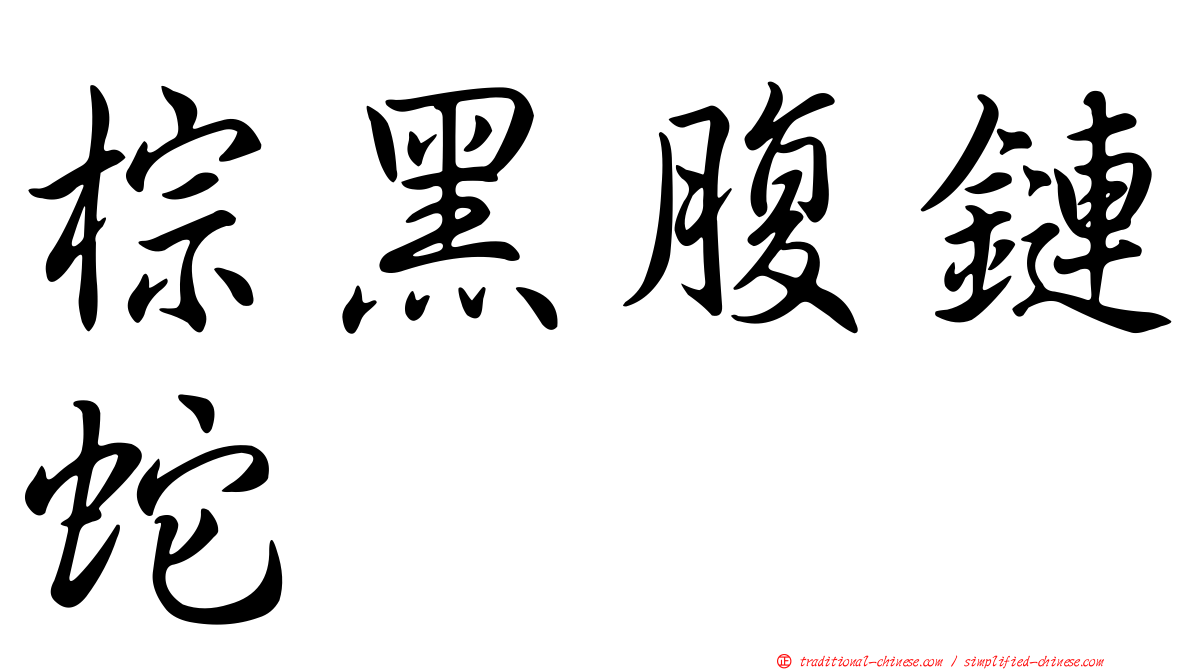 棕黑腹鏈蛇