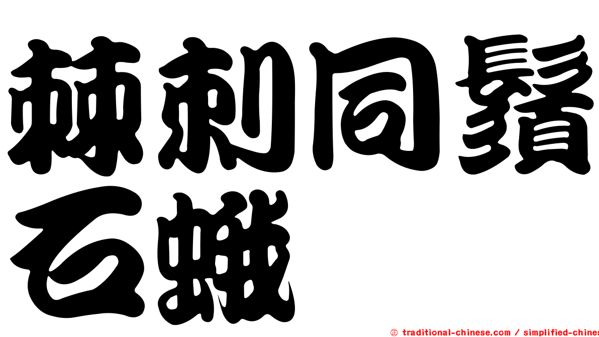 棘刺同鬚石蛾