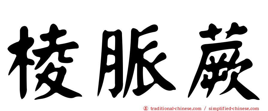棱脈蕨
