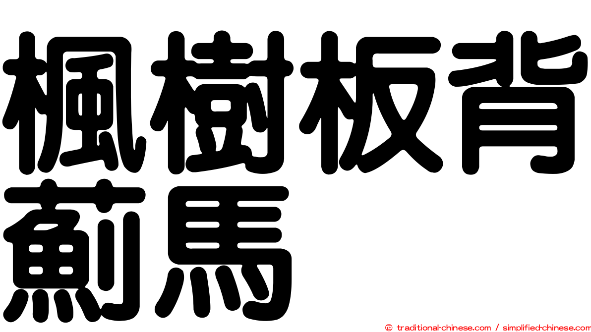 楓樹板背薊馬