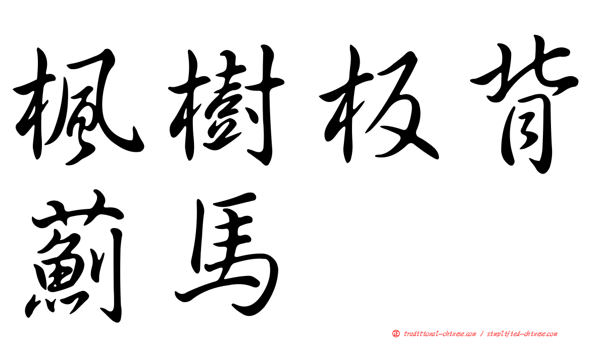 楓樹板背薊馬