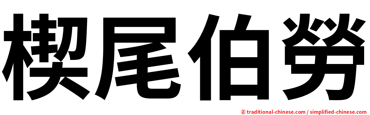 楔尾伯勞
