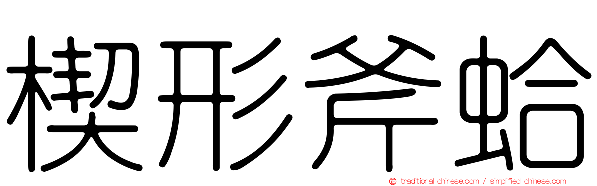 楔形斧蛤