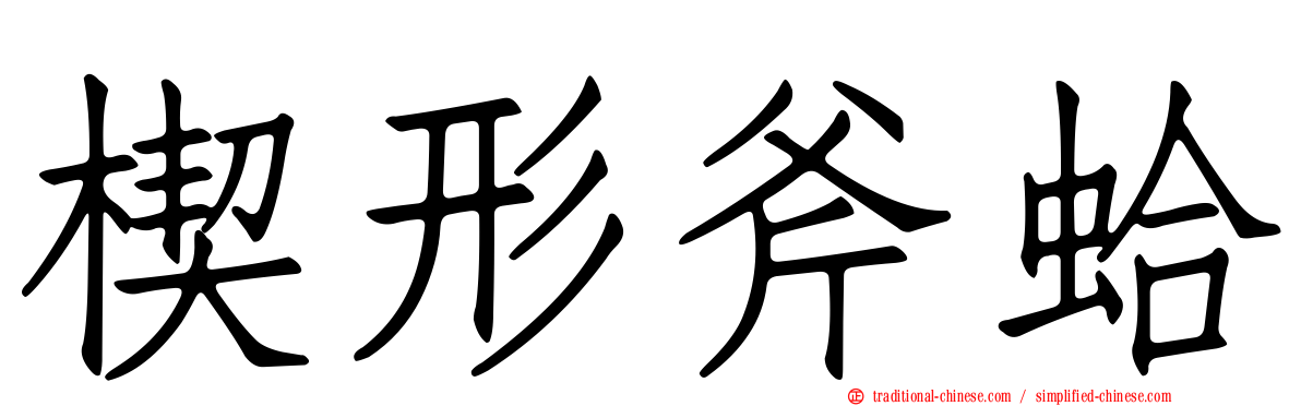 楔形斧蛤