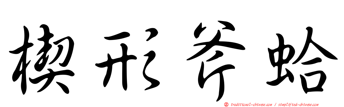 楔形斧蛤