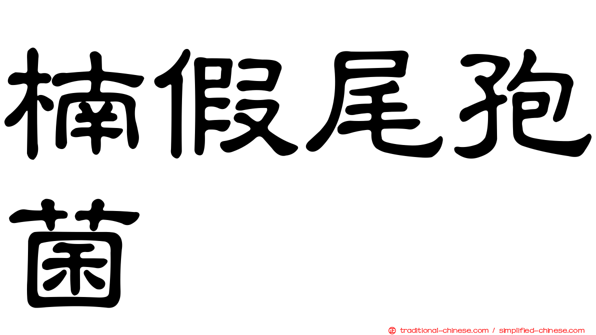 楠假尾孢菌