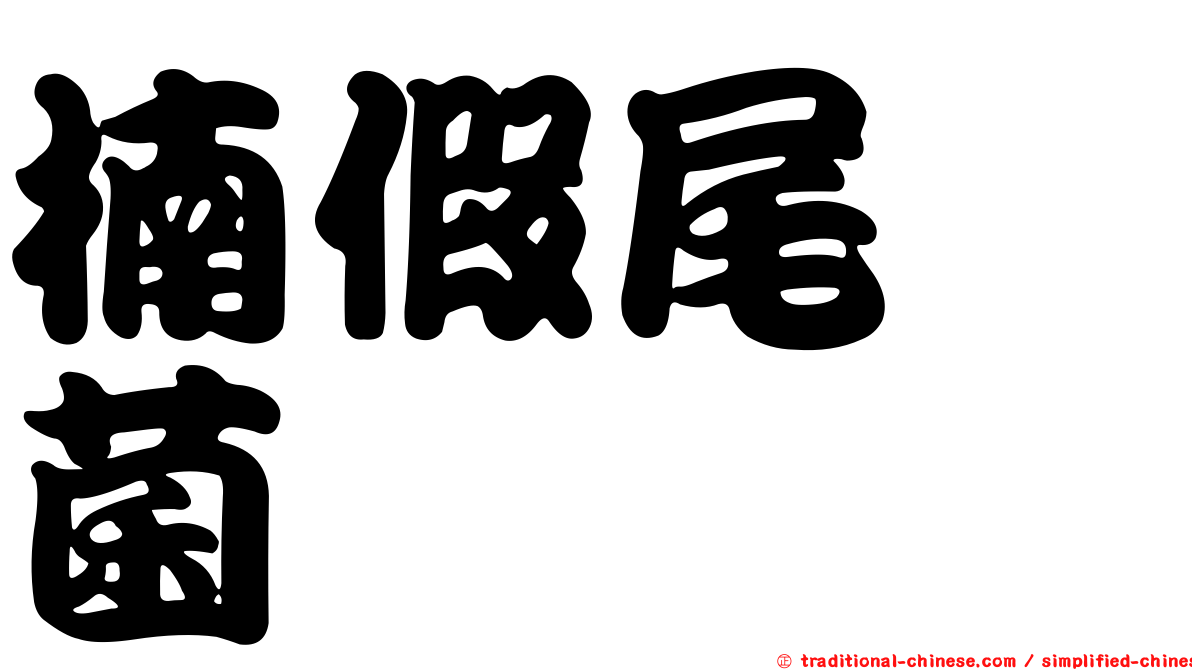 楠假尾孢菌