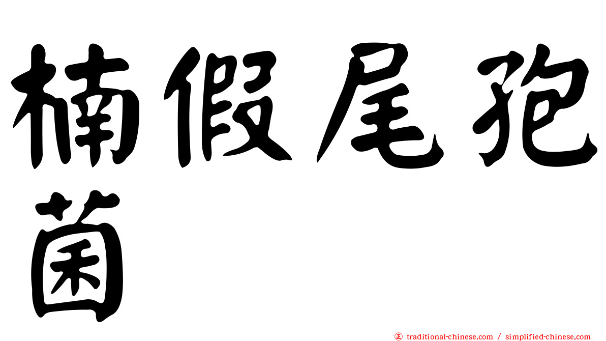 楠假尾孢菌
