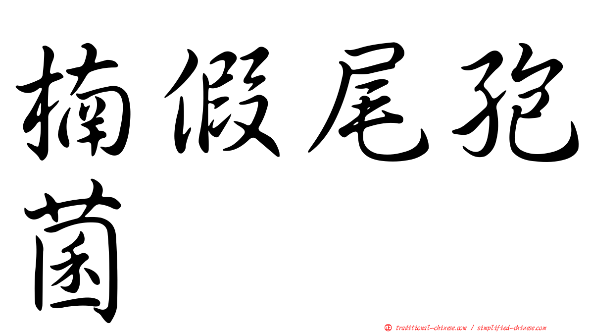 楠假尾孢菌