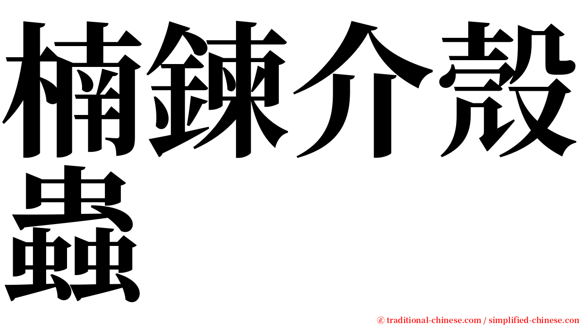 楠鍊介殼蟲 serif font