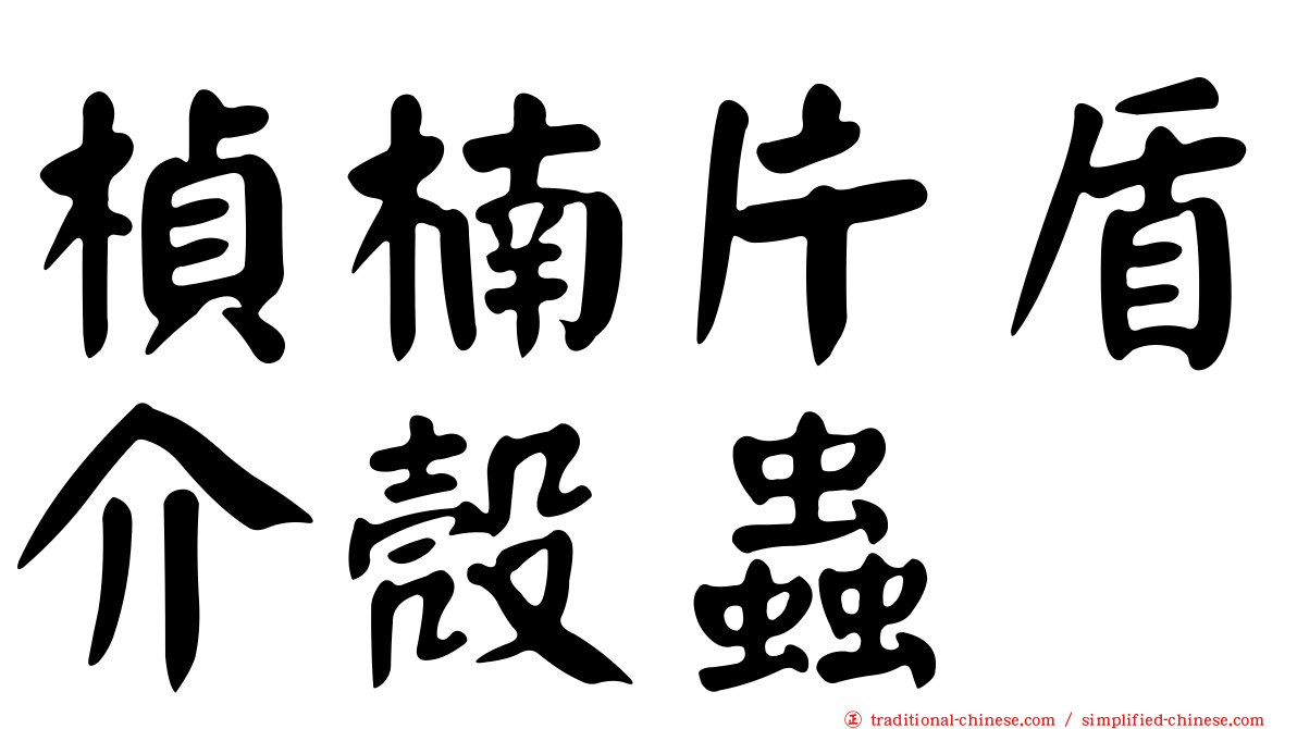 楨楠片盾介殼蟲