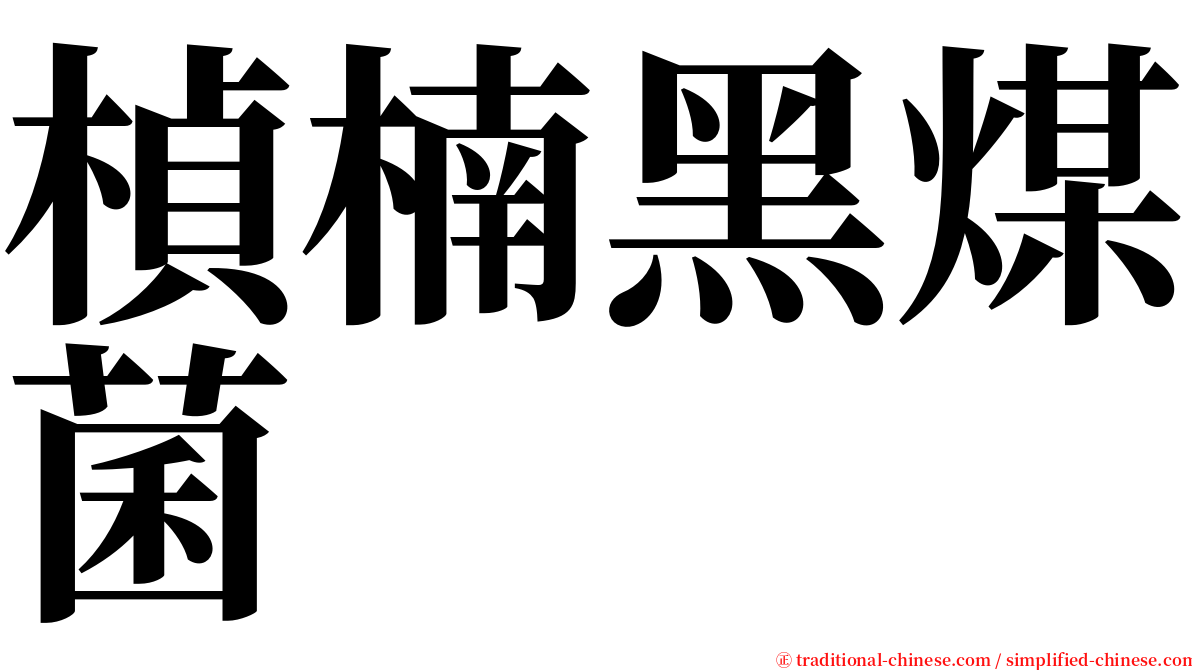 楨楠黑煤菌 serif font