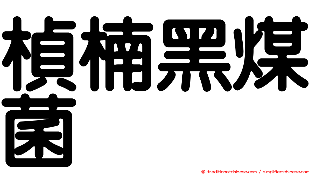 楨楠黑煤菌