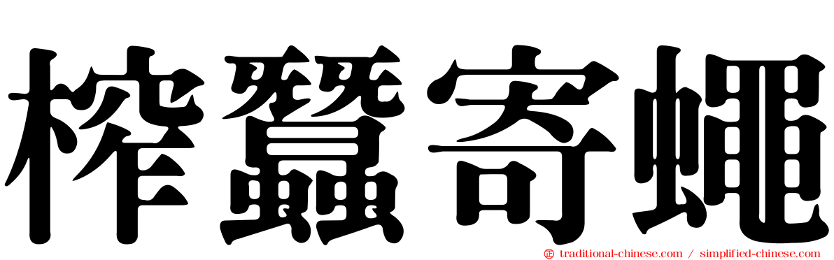 榨蠶寄蠅