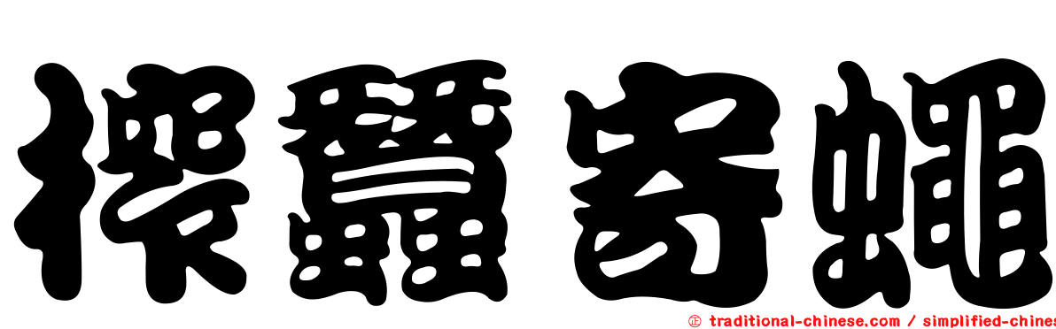 榨蠶寄蠅