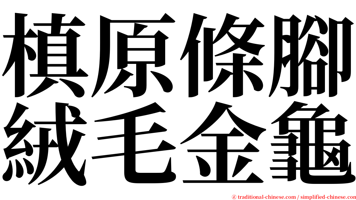 槙原條腳絨毛金龜 serif font