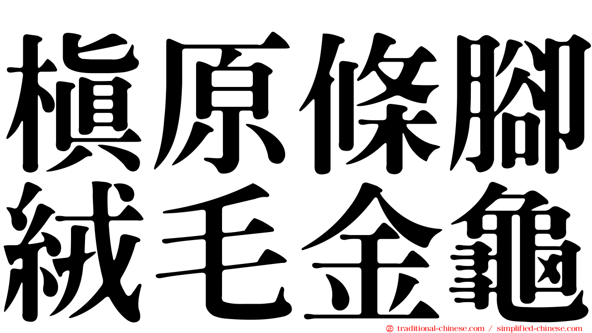 槙原條腳絨毛金龜