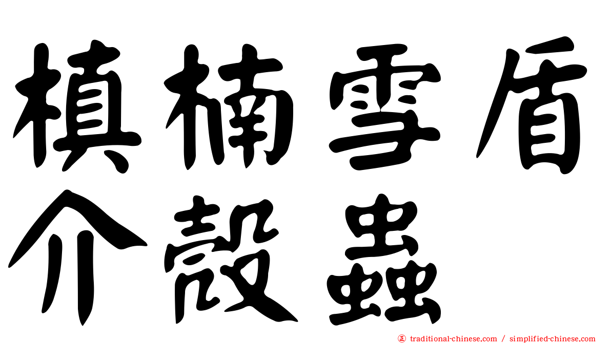 槙楠雪盾介殼蟲