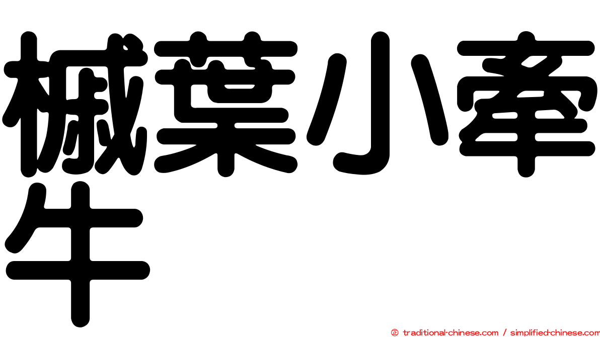 槭葉小牽牛