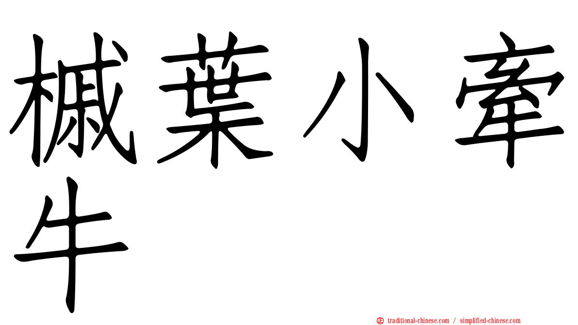 槭葉小牽牛