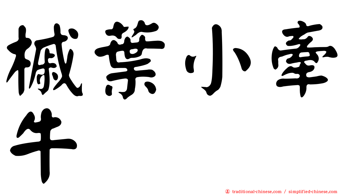 槭葉小牽牛