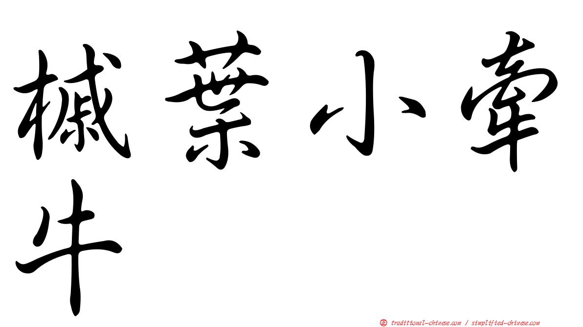 槭葉小牽牛