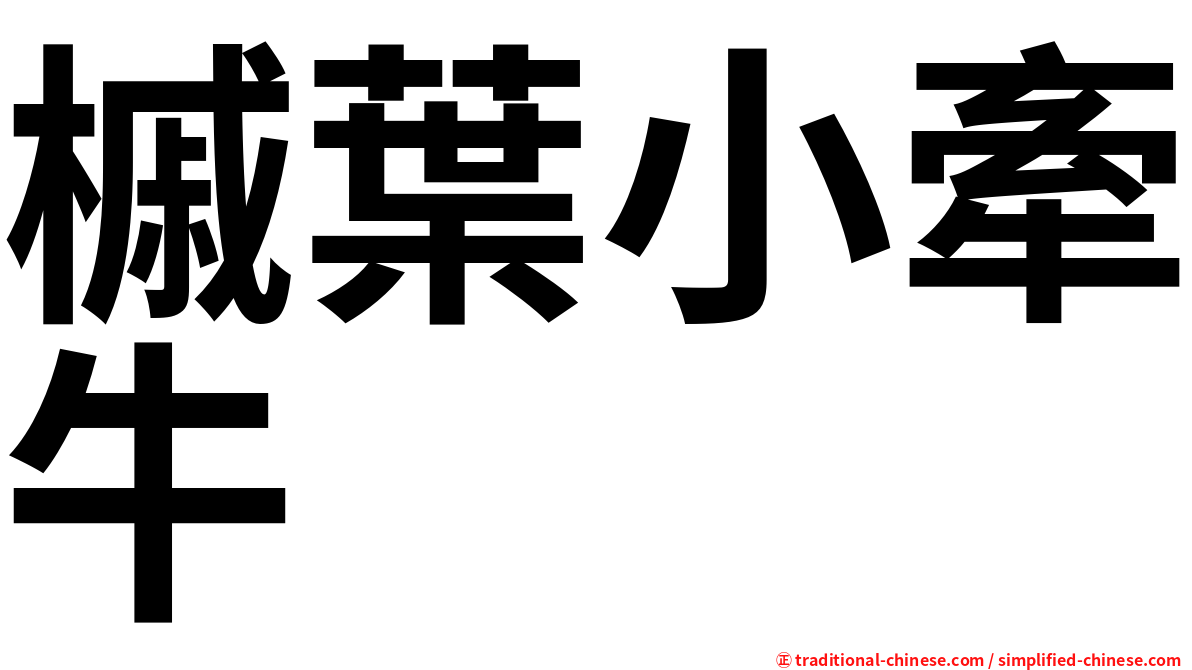 槭葉小牽牛