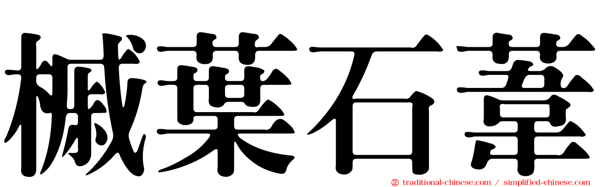 槭葉石葦