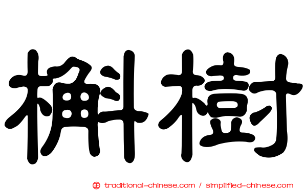 槲樹