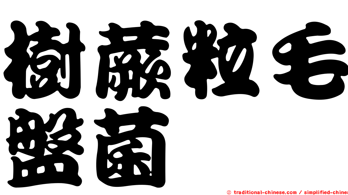 樹蕨粒毛盤菌