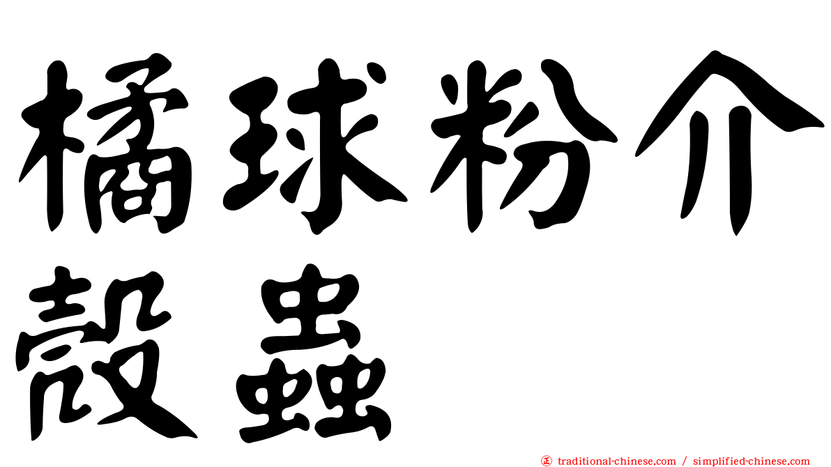 橘球粉介殼蟲