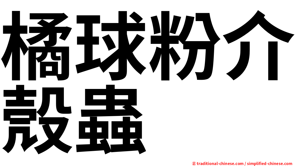 橘球粉介殼蟲
