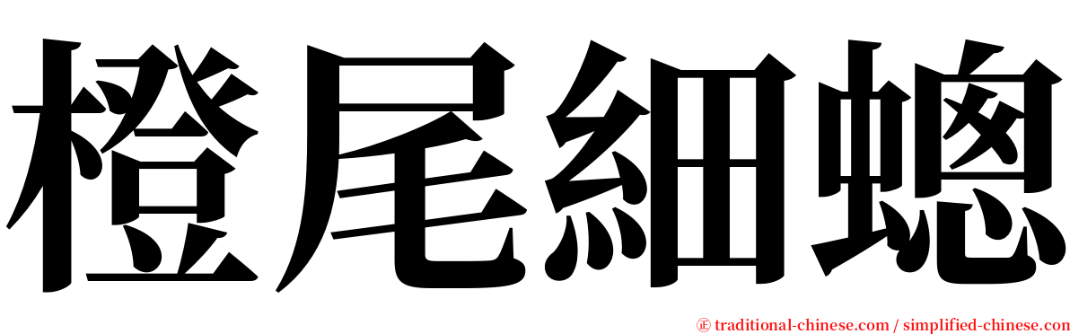 橙尾細蟌 serif font
