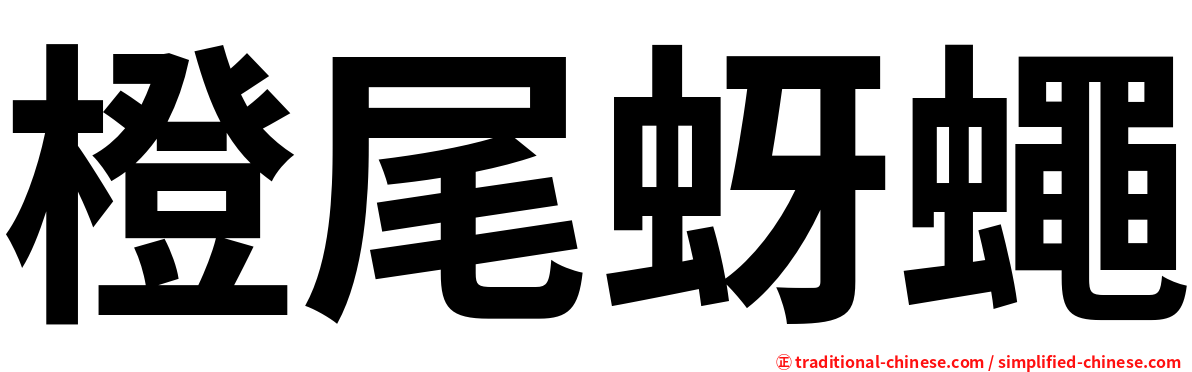 橙尾蚜蠅