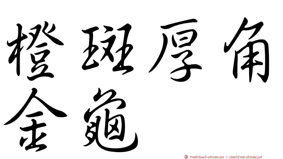 橙斑厚角金龜