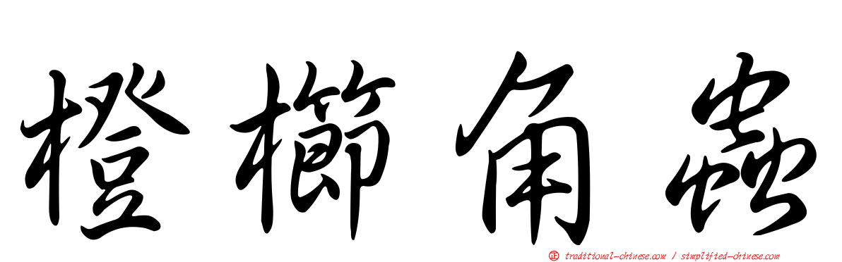 橙櫛角蟲