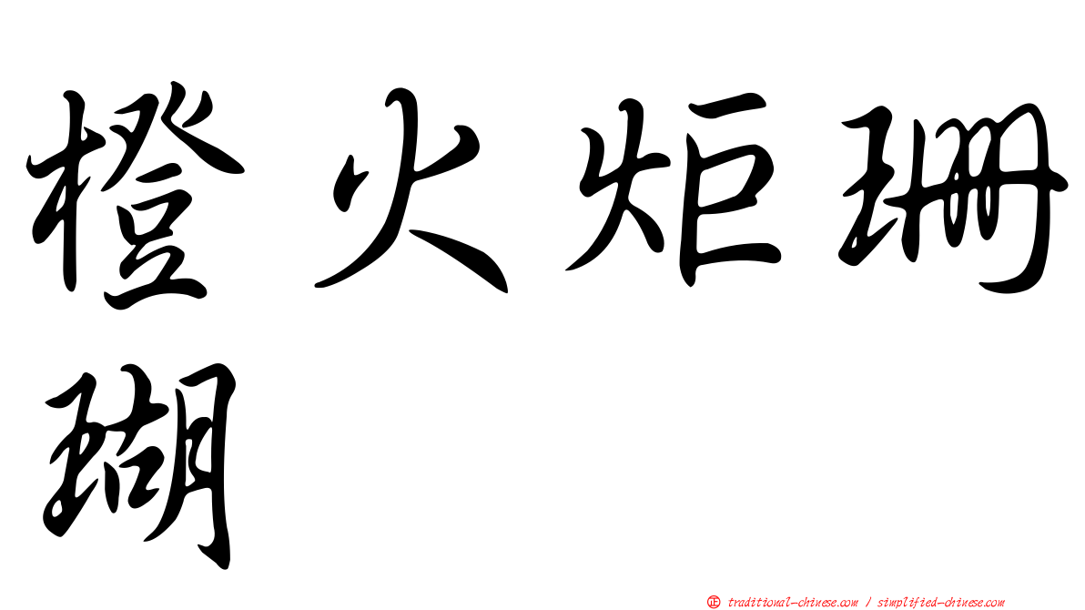 橙火炬珊瑚