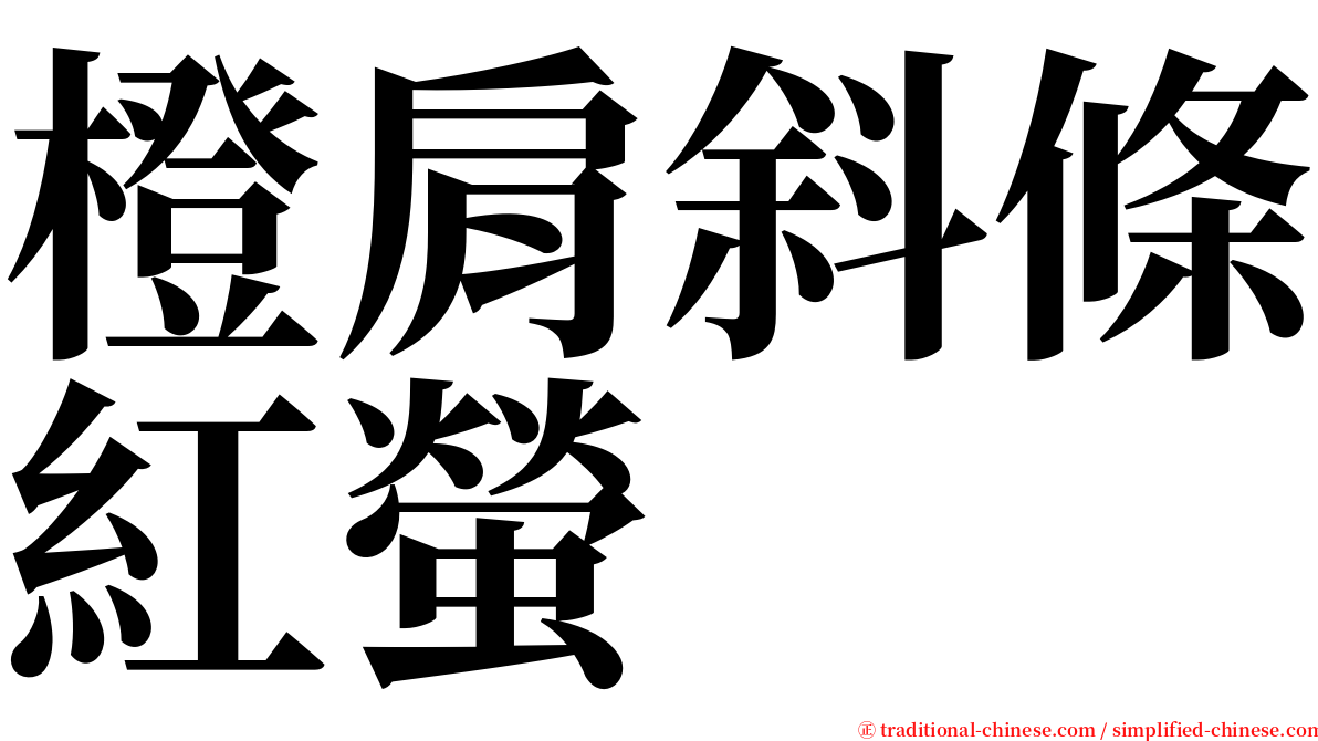 橙肩斜條紅螢 serif font