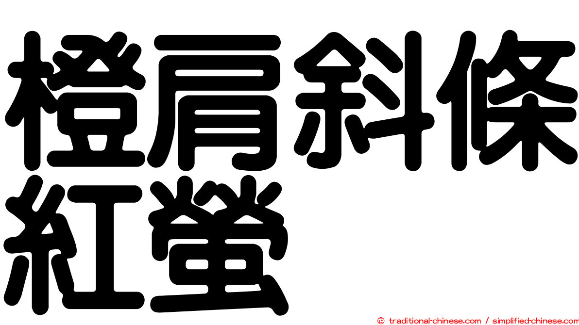 橙肩斜條紅螢