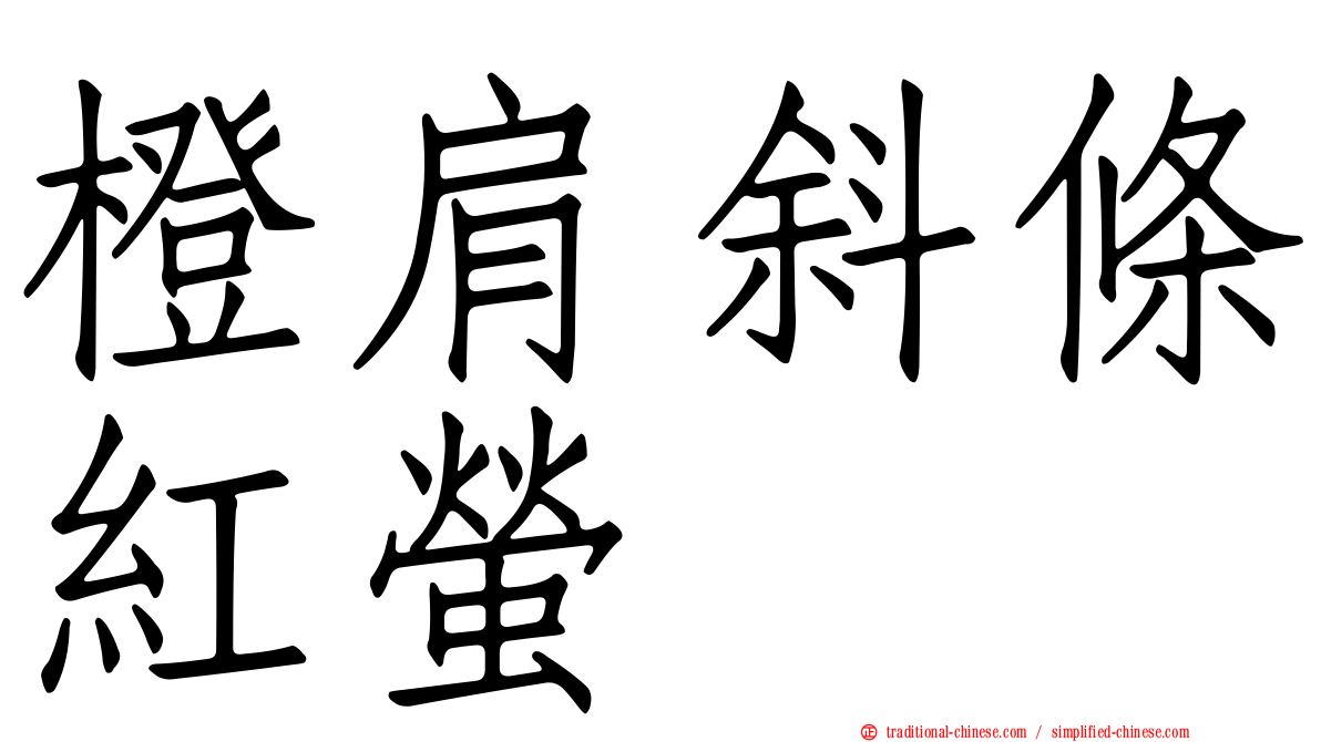 橙肩斜條紅螢