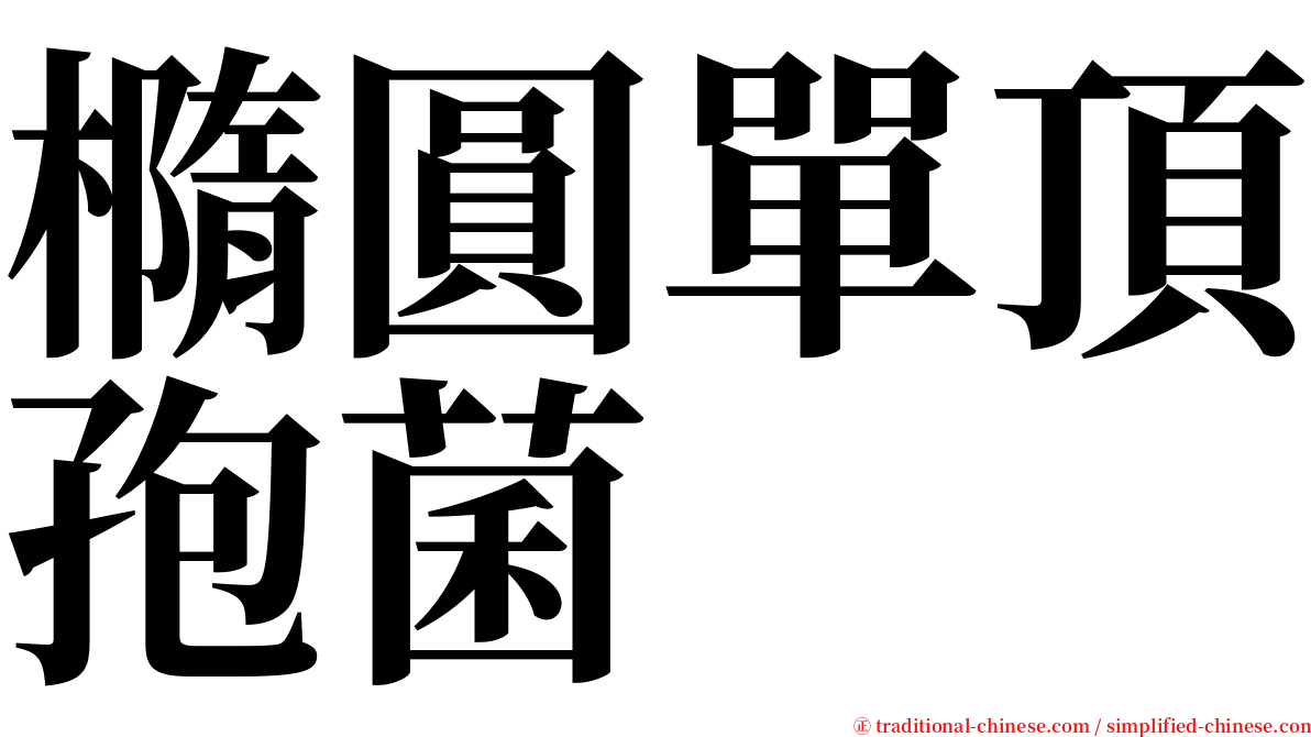橢圓單頂孢菌 serif font