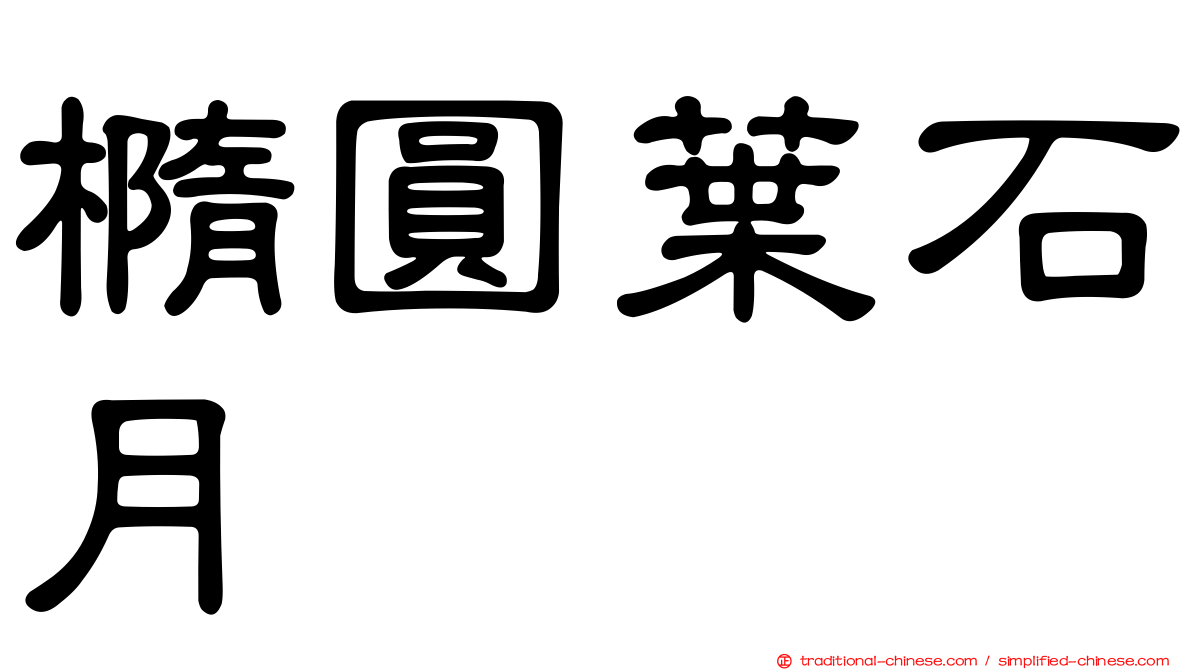橢圓葉石月