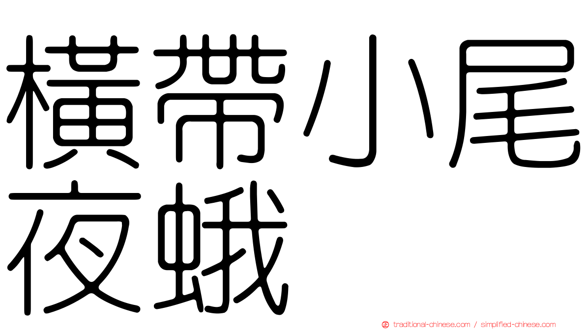 橫帶小尾夜蛾
