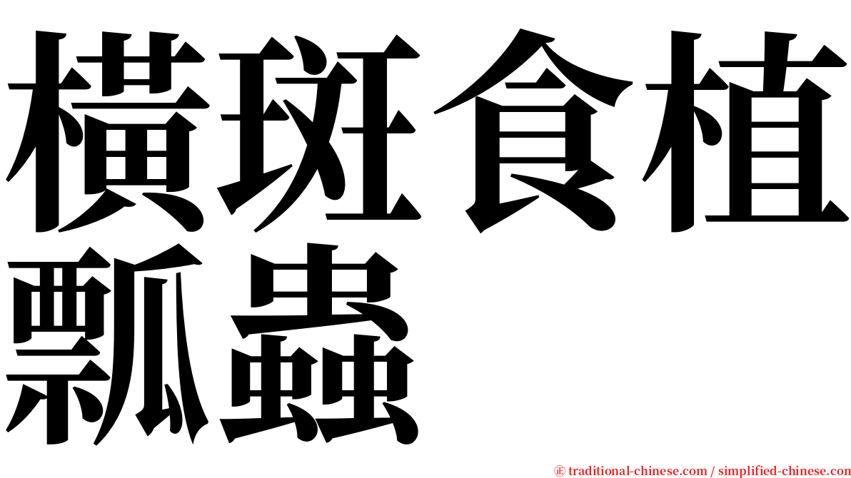 橫斑食植瓢蟲 serif font