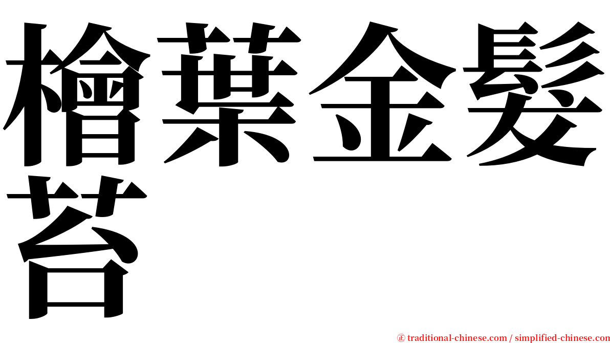 檜葉金髮苔 serif font