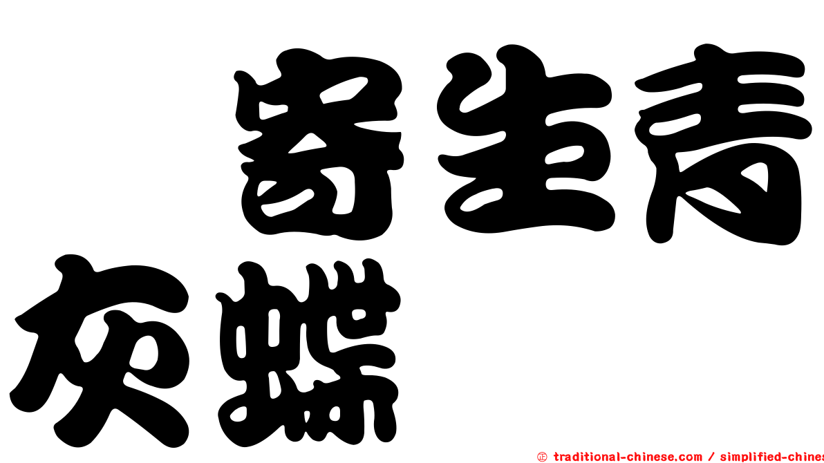檞寄生青灰蝶
