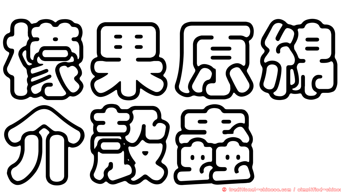 檬果原綿介殼蟲