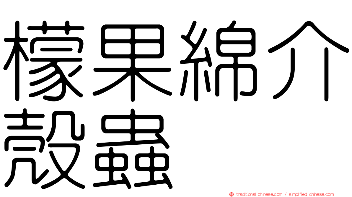 檬果綿介殼蟲