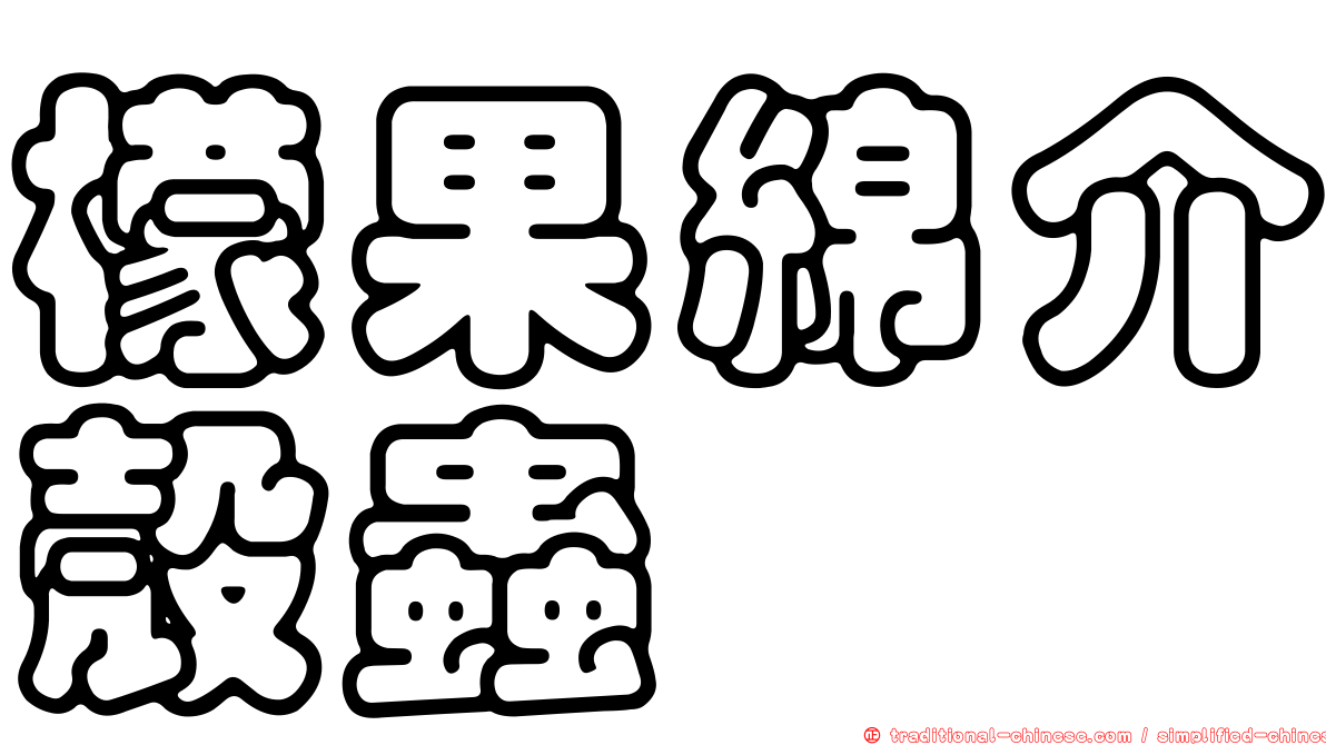 檬果綿介殼蟲