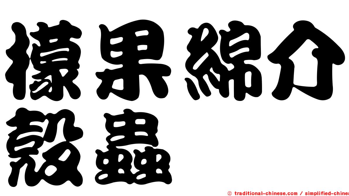 檬果綿介殼蟲